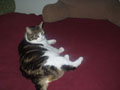 ellie cat.jpg